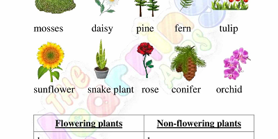 Flowering-and-Non-Flowering-Plants-Worksheets-Grade-3-Activity-10