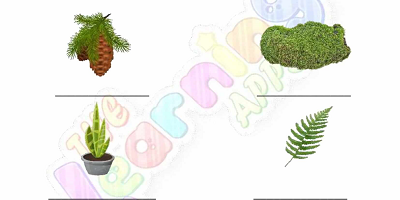 Flowering-and-Non-Flowering-Plants-Worksheets-Grade-3-Activity-4