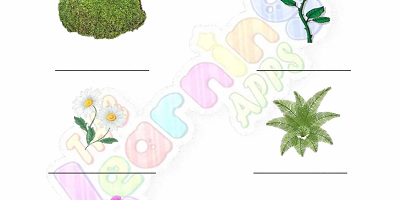 Flowering-and-Non-Flowering-Plants-Worksheets-Grade-3-Activity-6