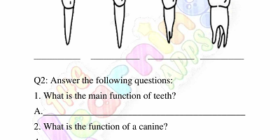 Human-Teeth-Worksheets-Grade-3-Activity-1