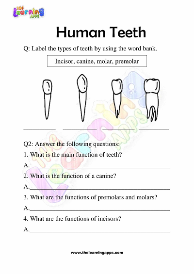 Download Free Printable Human Teeth Worksheets for Grade 3