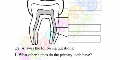 Human-Teeth-Worksheets-Grade-3-Activity-2