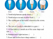 Human-Teeth-Worksheets-Grade-3-Activity-4