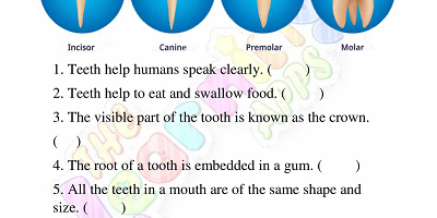 Human-Teeth-Worksheets-Grade-3-Activity-4