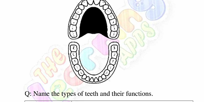 Human-Teeth-Worksheets-Grade-3-Activity-7