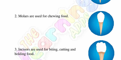 Human-Teeth-Worksheets-Grade-3-Activity-9