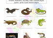 Reptiles-Worksheets-Grade-3-Activity-5