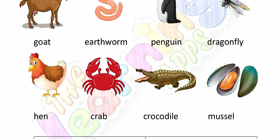 Vertebrates-and-Invertebrates-Worksheets-Grade-3-Activity-3 Vertebrates-and-Invertebrates-Worksheets-Grade-3-Activity-3