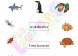 Vertebrates-and-Invertebrates-Worksheets-Grade-3-Activity-4