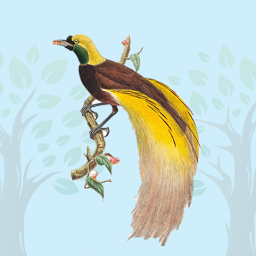 Bird-of-Paradise
