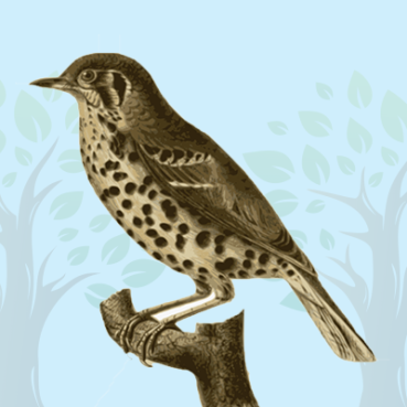 Brown-Thrasher