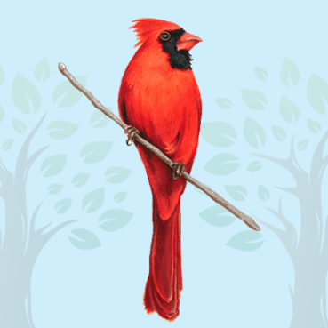 Cardinal