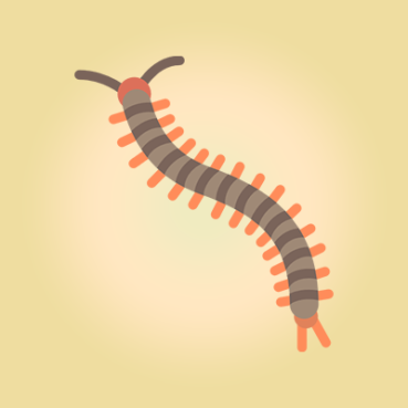 Centipede
