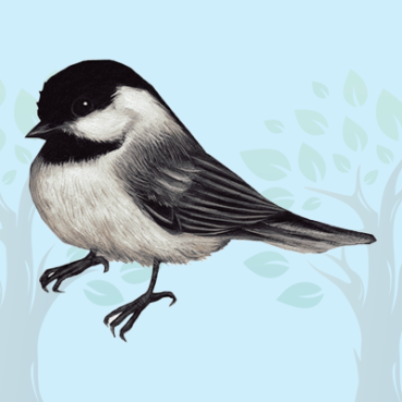Chickadee