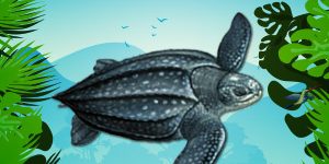 Leatherback-Turtle-Endangered-Animal-quiz