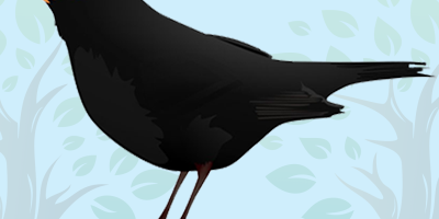black-bird