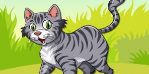 cat-pet-animal-quiz