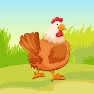 chicken-pet-animal-quiz