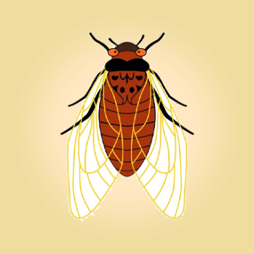 cicada