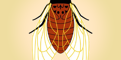 cicada