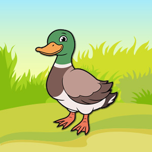duck-pet-animal-quiz