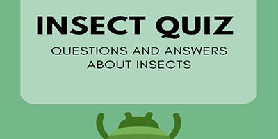 quizzy-kid-insect-quiz