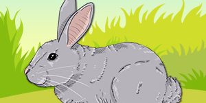 rabbit-pet-animal-quiz (1)