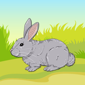 rabbit-pet-animal-quiz (1)